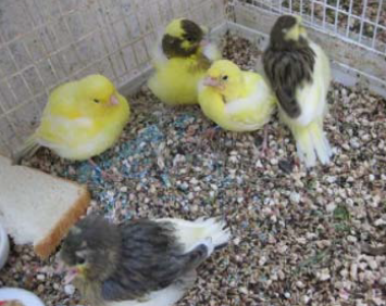 Canary breeding