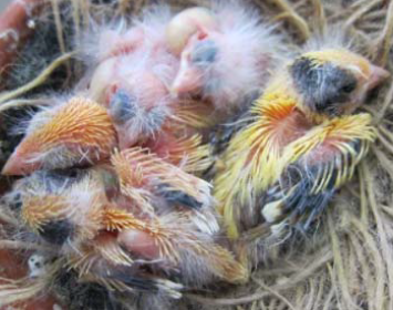 Canary breeding chicks