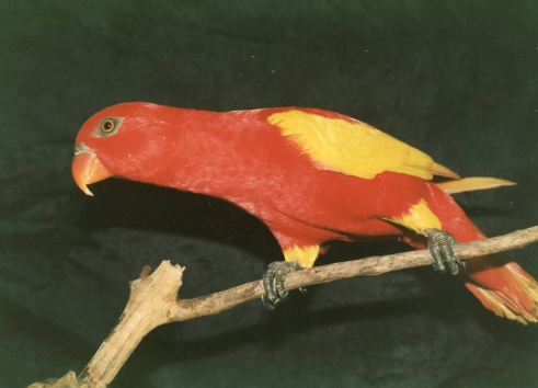 Chattering Lory mutation