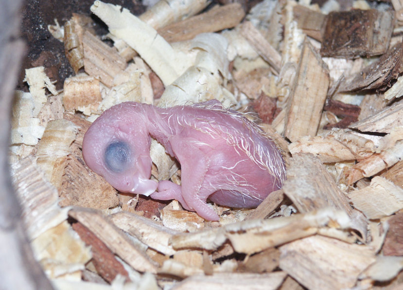 Cockatoo chick