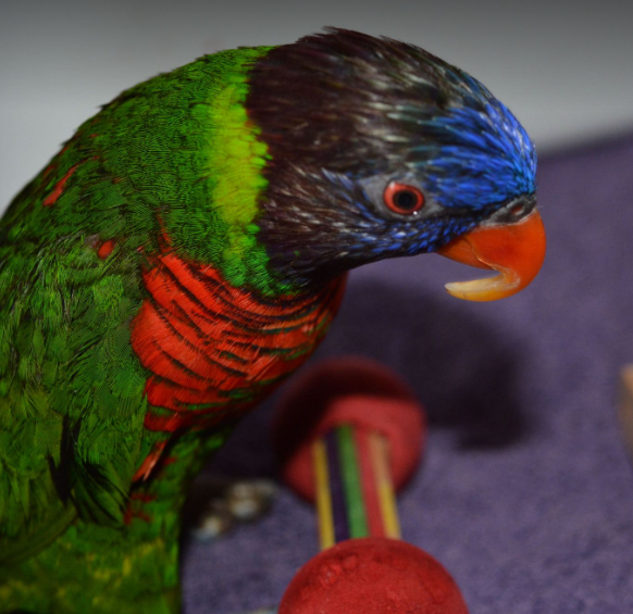 Coconut lorikeet