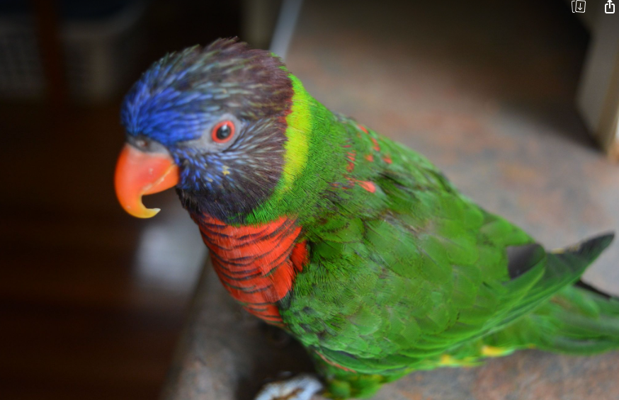 Coconut lorikeet