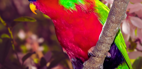 Collared Lory