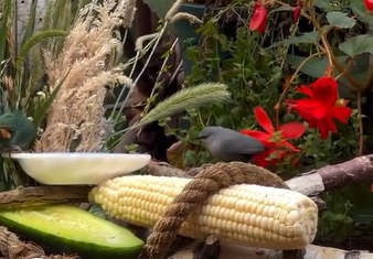 Corn-dried kernels for birds