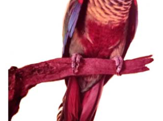 Emma conure Venezuelan parakeet