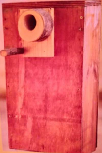 Emma conure Venezuelan parakeet nest box