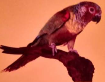 Emma conure mutation dilute female