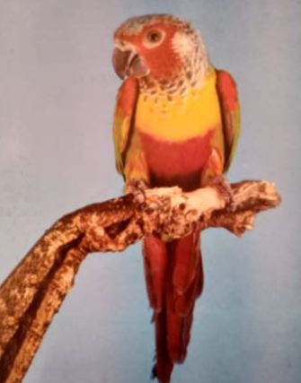 Emma conure mutation dilute male