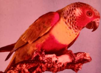 Emma conure mutation dilute male