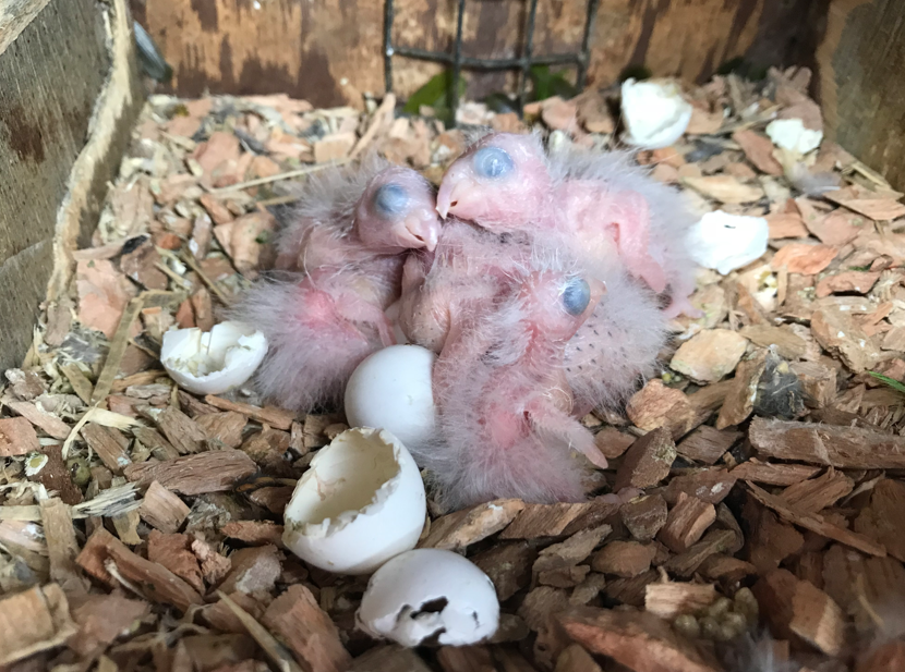 Green-cheeked parakeet chicks