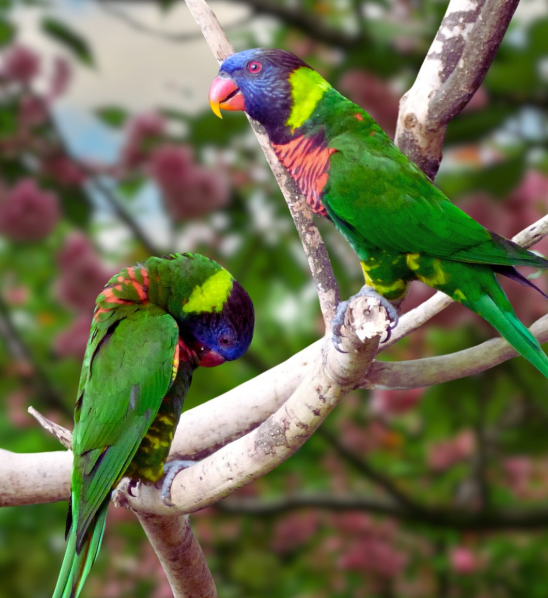 Green-naped Lorikeet