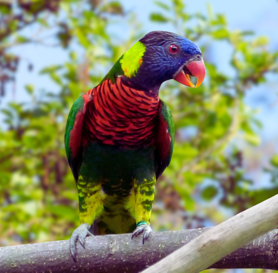 Green-naped Lorikeet