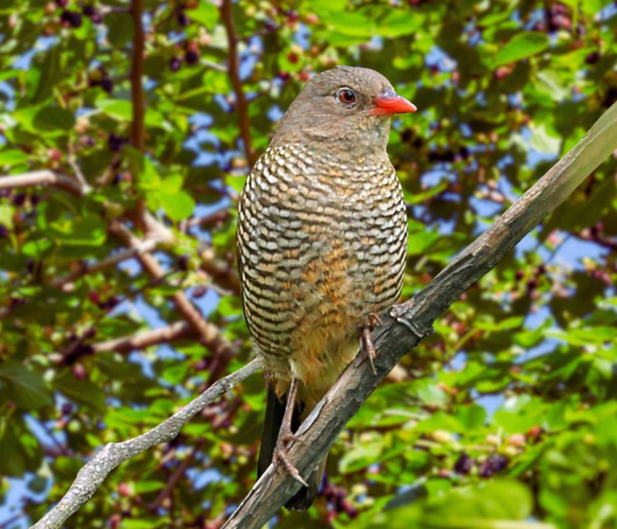 Green-winged Pytilia female