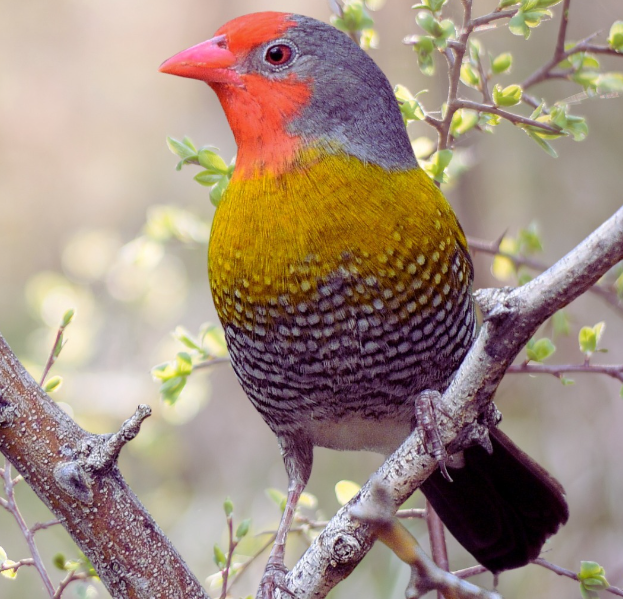 Green-winged Pytilia male