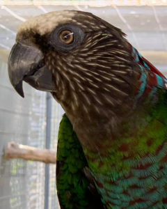 Read more about the article Hawk-headed Parrot, Red-fan Parrot, Breeding, Feeding