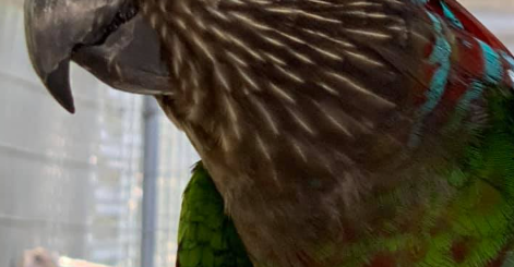 Hawk-headed Parrot