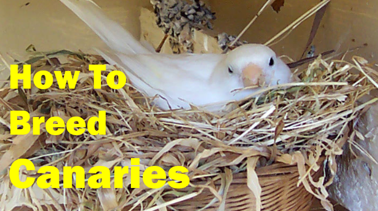 How to Breed Canaries Successfully Complete Beginner’s Guide