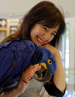 Hyacinth macaw
