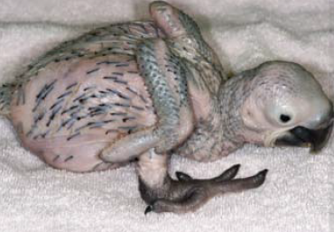 Hyacinth macaw chick
