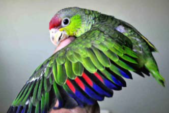 Lilac-crowned Amazon