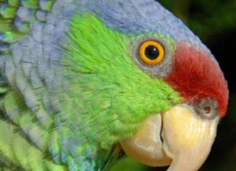 Lilac-crowned Amazon