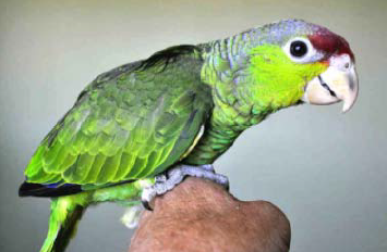 Lilac-crowned Amazon