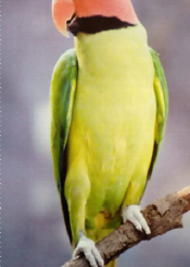 Long-tailed parakeet