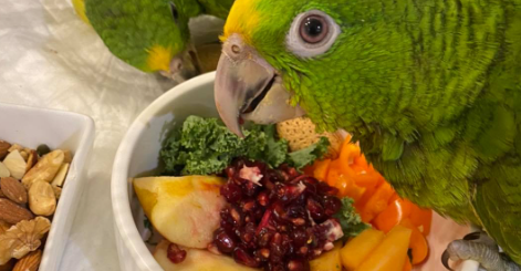 Lory and Lorikeet feeding