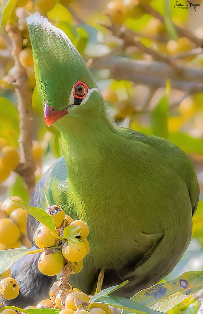 Magoebaskloof birding Knysna Turaco