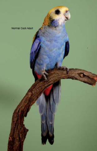 Mealy Rosella Normal cock adult