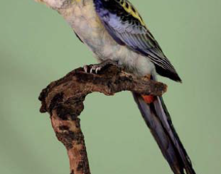 Mealy Rosella Normal cock immature