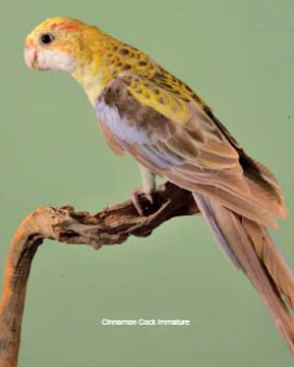 Mealy Rosella mutation cinnamon cock immature