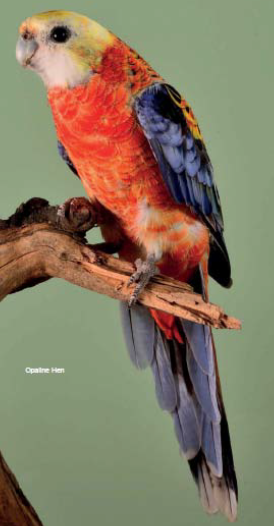 Mealy Rosella mutation opaline hen