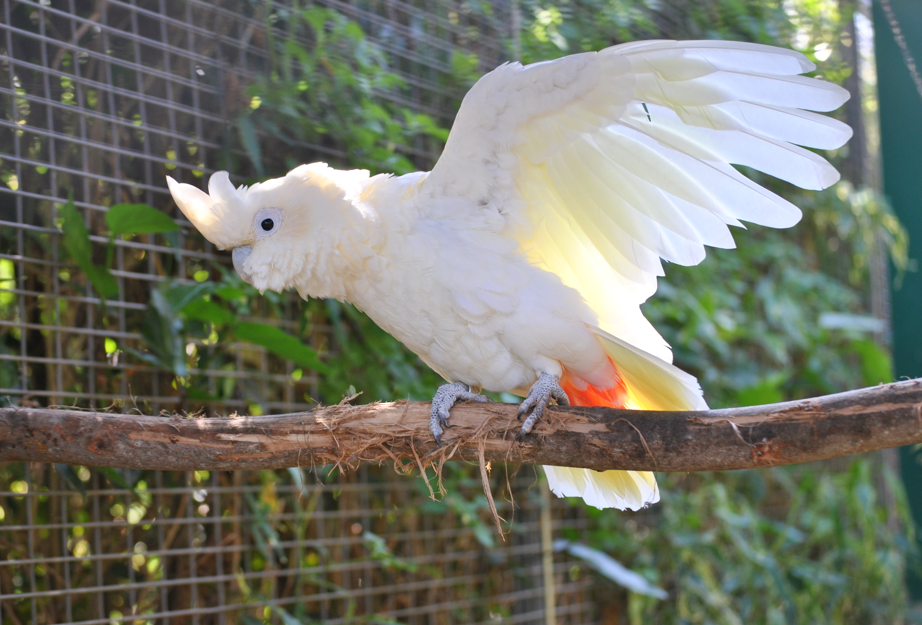 Parrot incubation and hatching Cockatoo