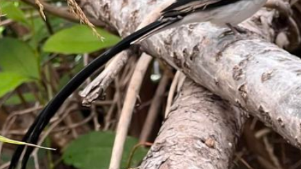 Pin-tailed whydah