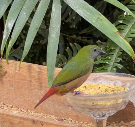 Breeding Pin-tailed parrotfinches, female
