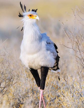 Polokwane Nature Reserve birding Secretarybird