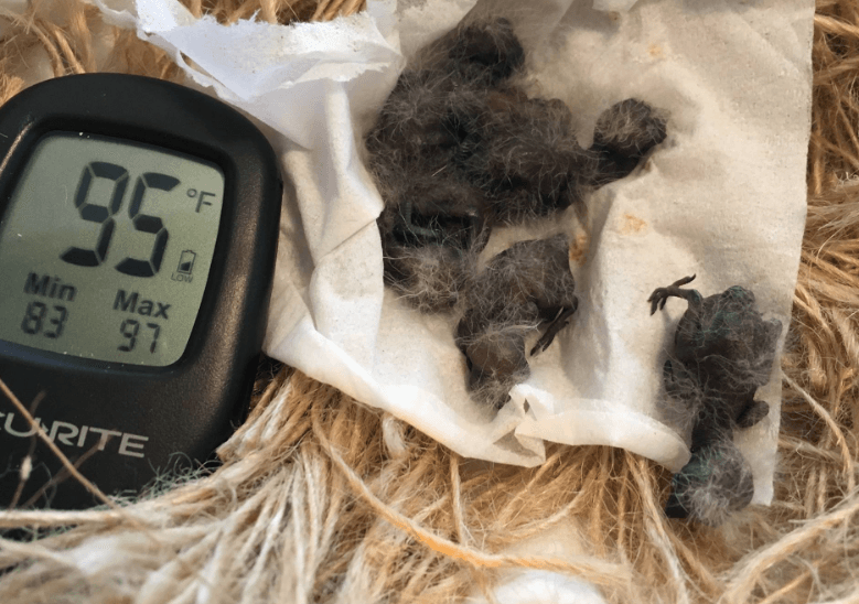 Purple grenadier chicks
