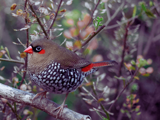 Red-eared firetail