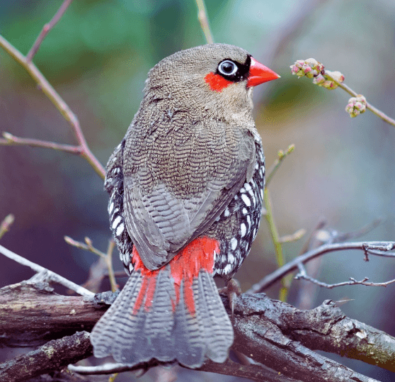 Red-eared firetail or Boorin