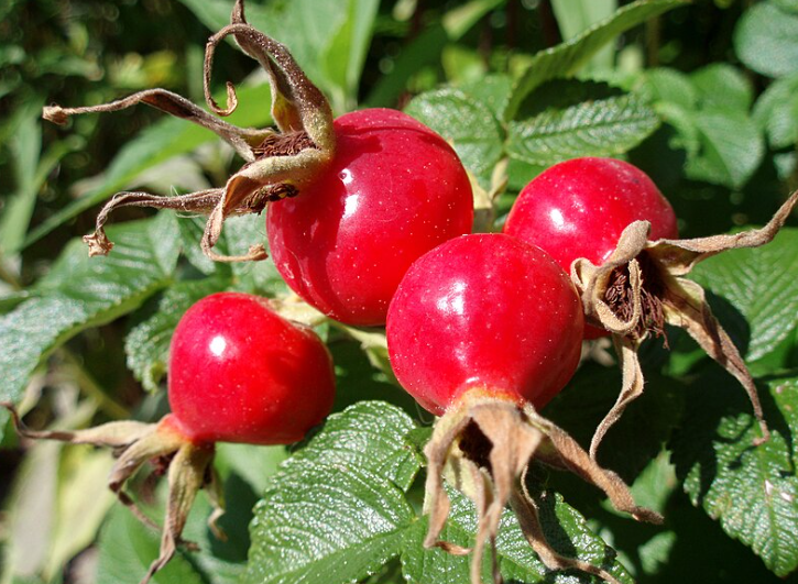 Rose hip for birds