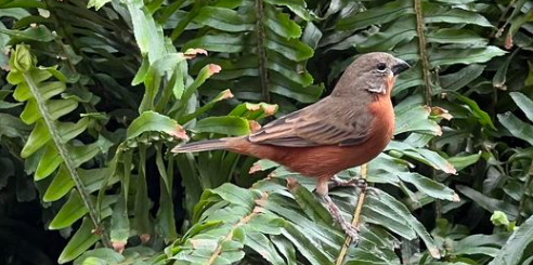 Breeding Ruddy-breasted seedeaters