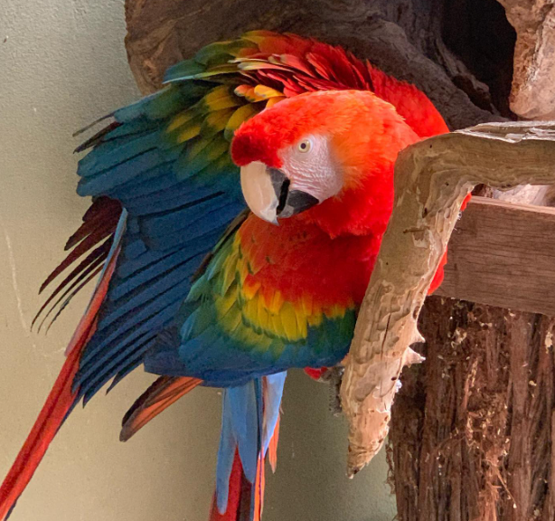 Scarlet Macaw