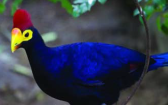 Turaco breeding Lady Ross turaco
