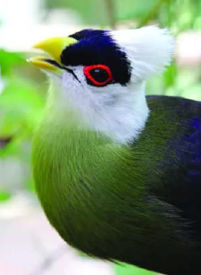 Turaco breeding White Crested turaco