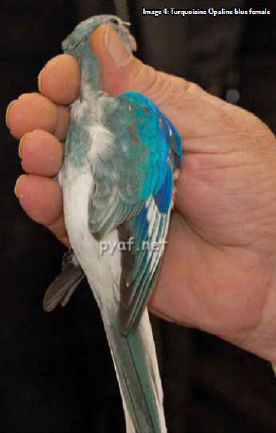 Turquoise parrot Opaline blue female