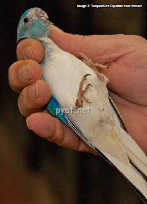 Turquoise parrot Opaline blue female mutation