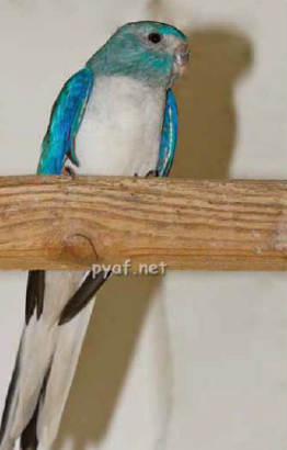 Turquoise parrot Opaline blue female