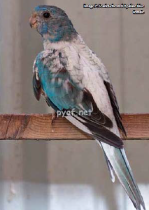Turquoise parrot Scarlet-chested Opaline blue female mutation