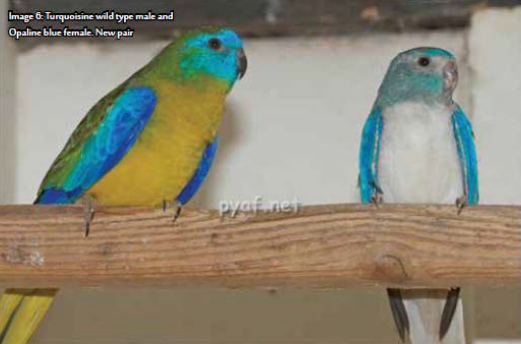 Turquoise parrot wild type male and Opaline blue female